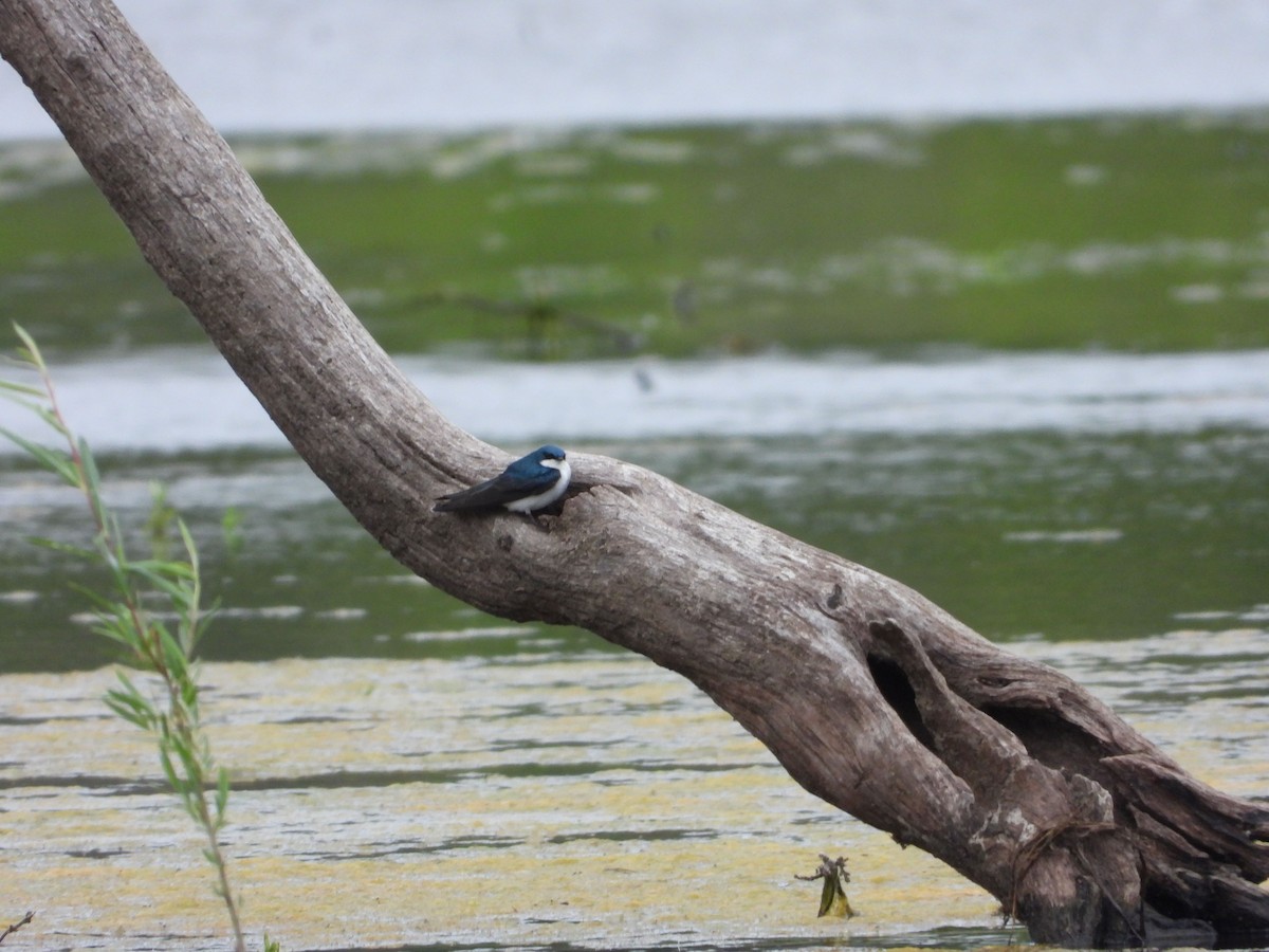 Golondrina Bicolor - ML344326691