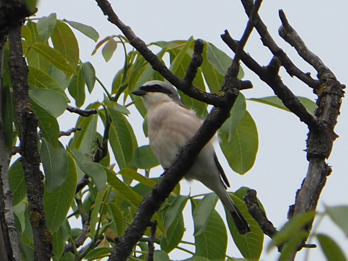 セアカモズ - ML344327151