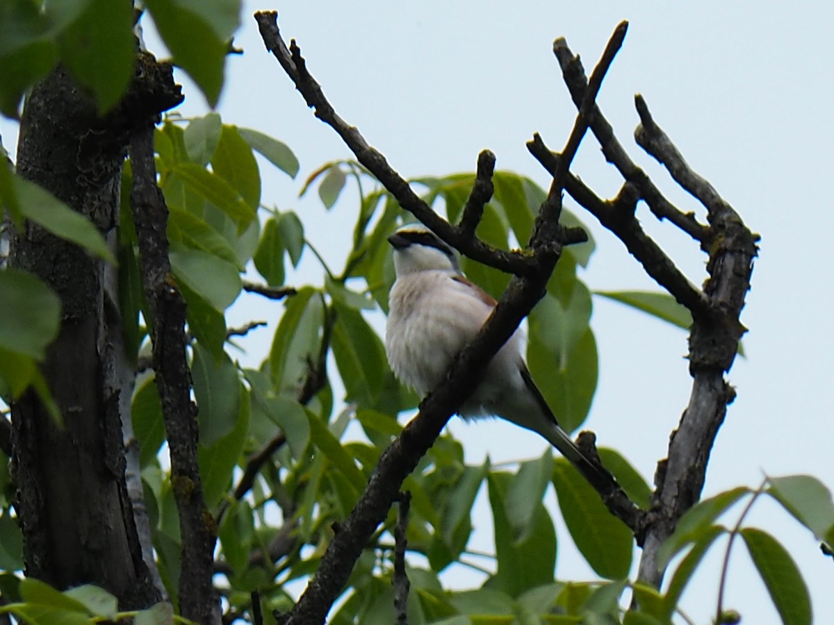 セアカモズ - ML344327171