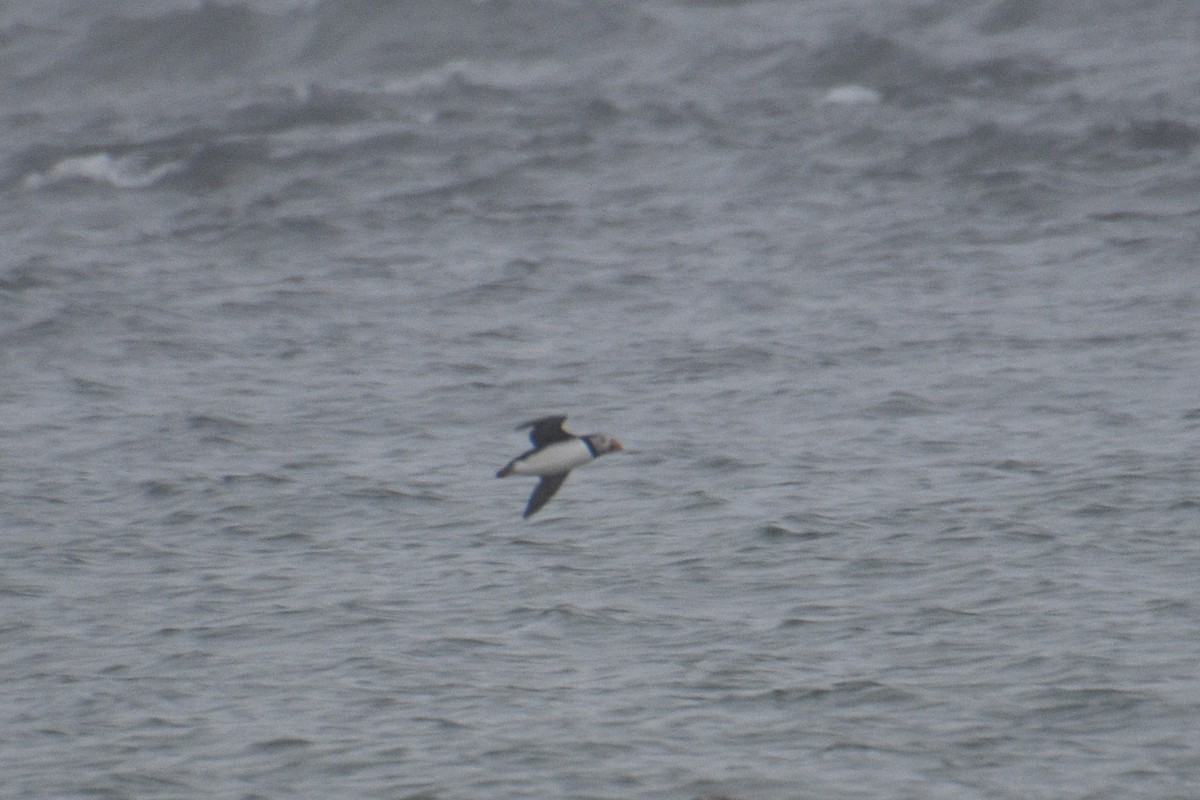 Atlantic Puffin - ML344327351