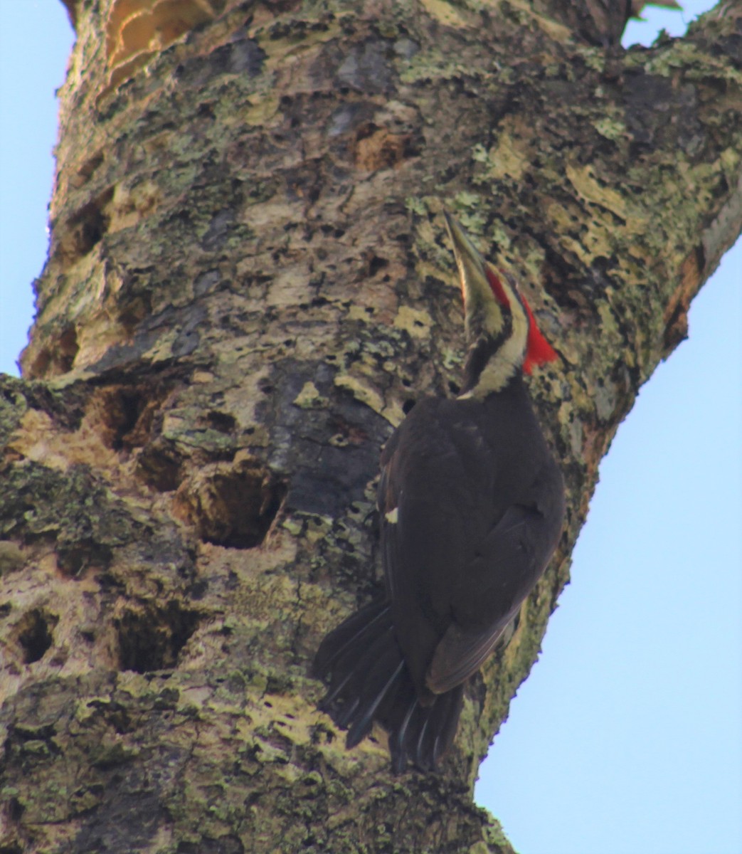 Pileated Woodpecker - Mitch Foret