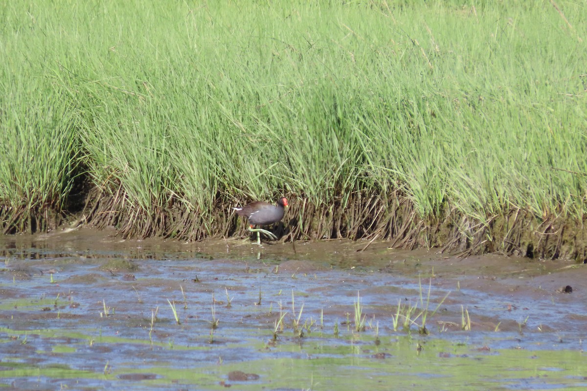 Common Gallinule - ML344329821