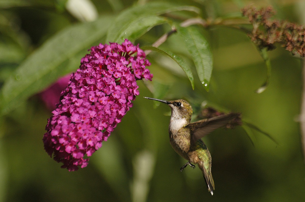 Ruby-throated Hummingbird - Etienne Artigau🦩