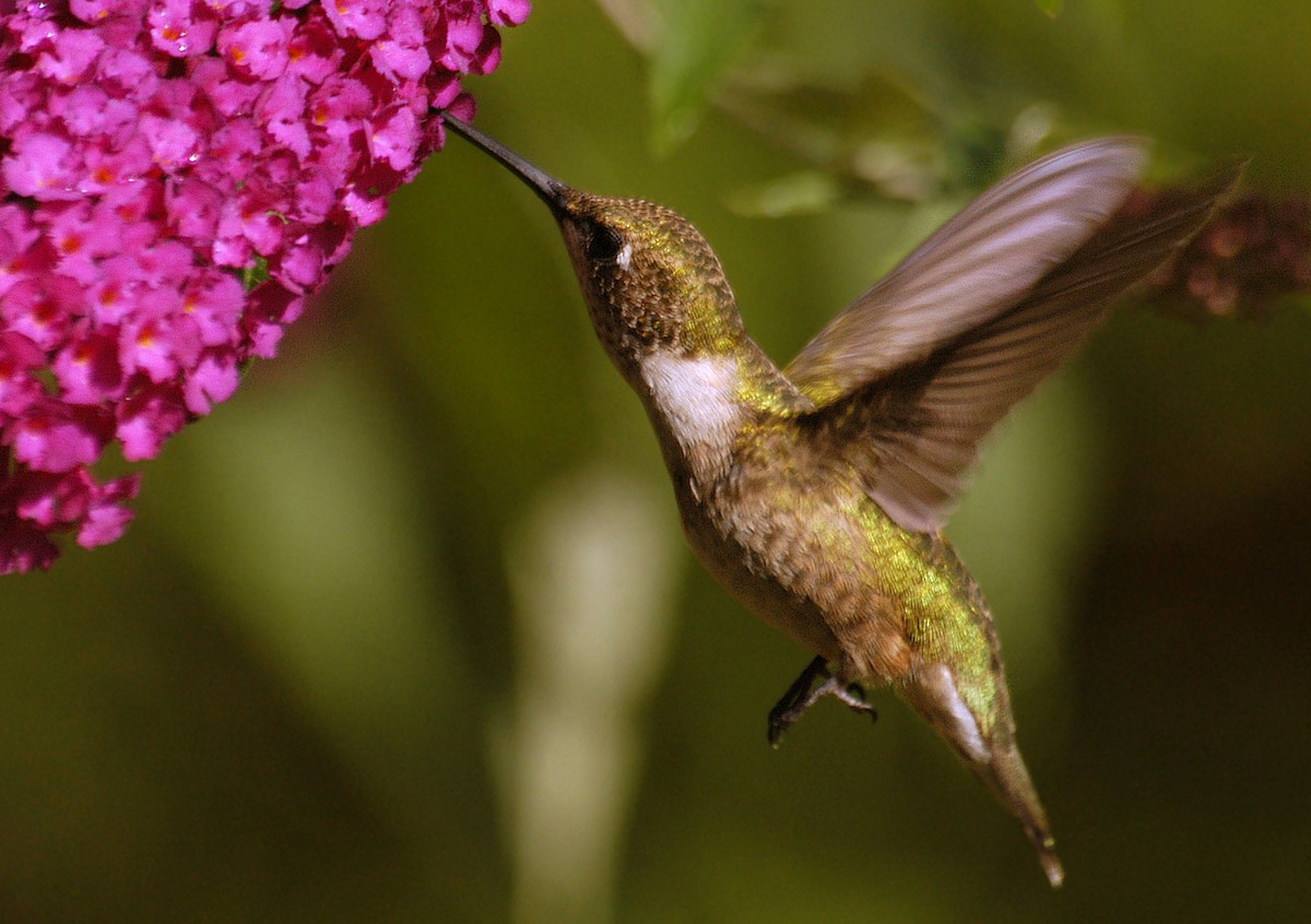 Ruby-throated Hummingbird - Etienne Artigau🦩