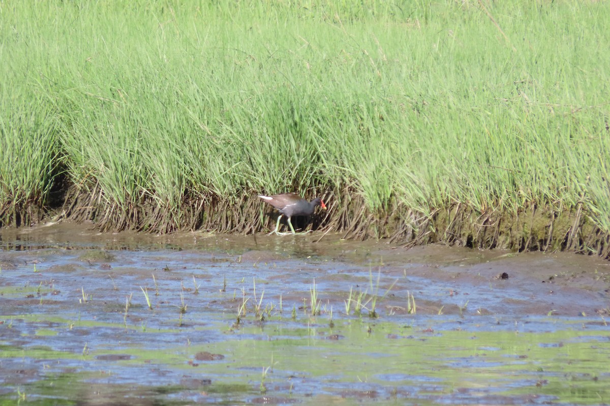 Common Gallinule - ML344330011