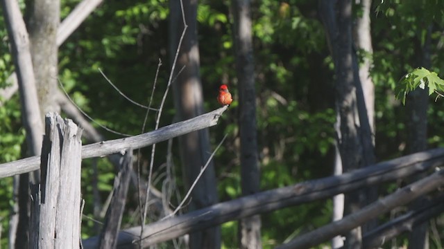 Москверо вогнистий - ML344330371