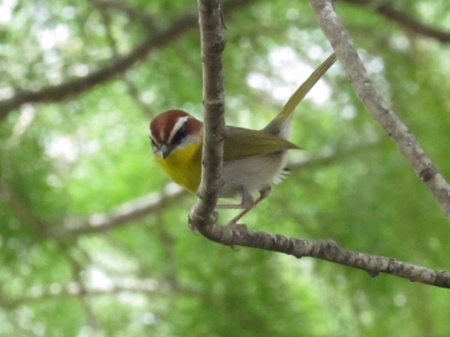 Rufous-capped Warbler - Elsa Hull