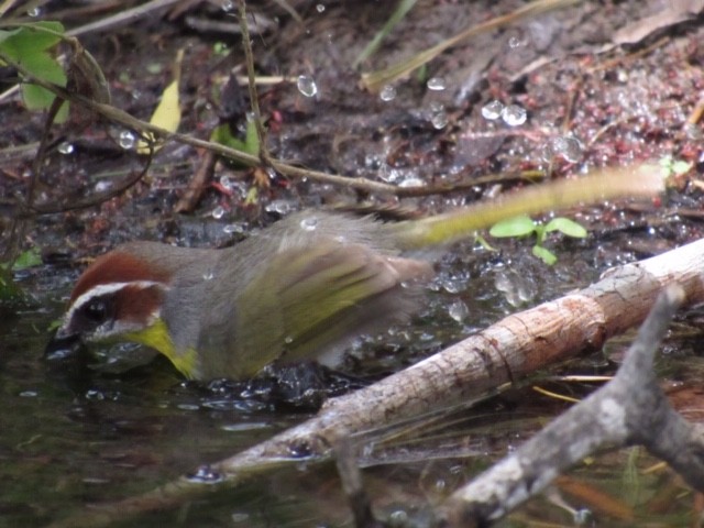 Rotkappen-Waldsänger - ML344331421