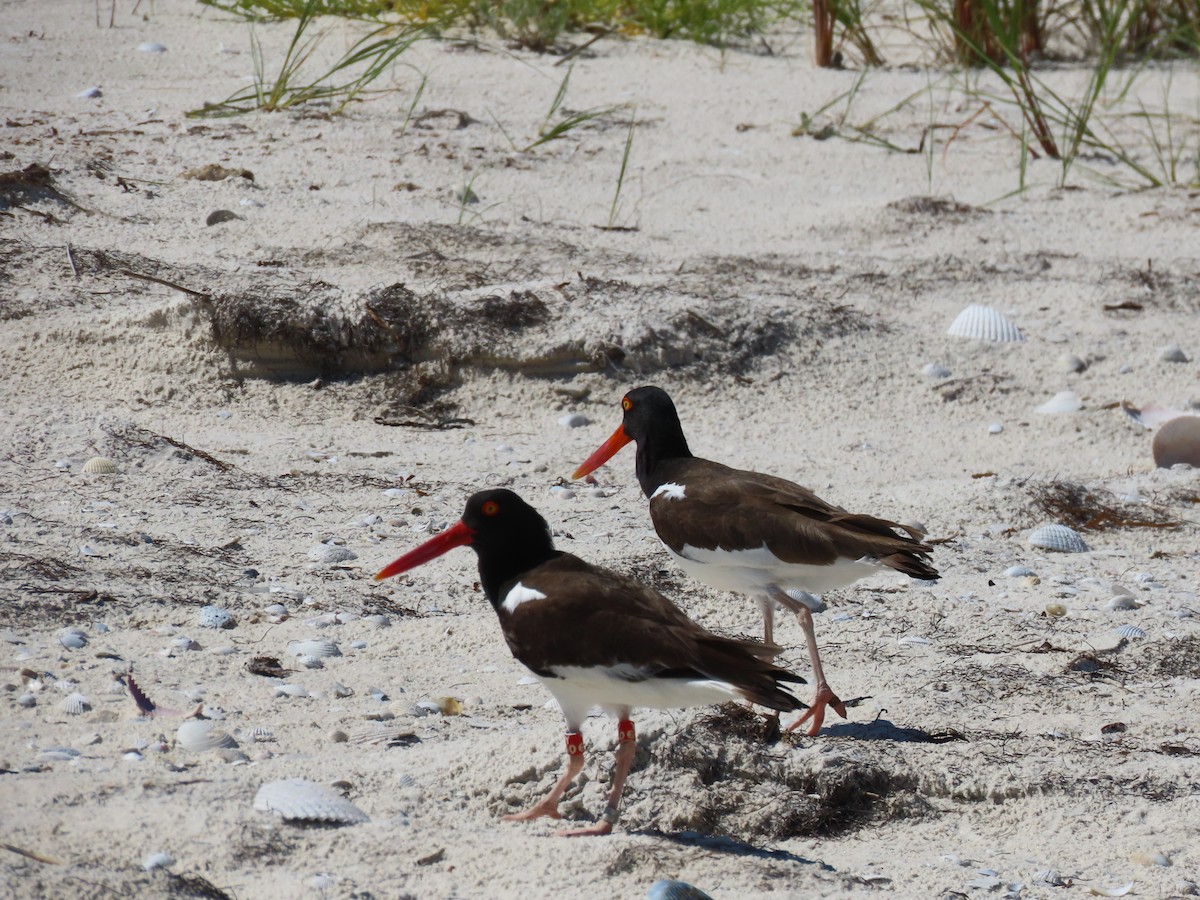 American Oystercatcher - ML344332241