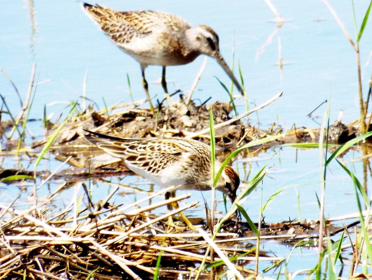 Pectoral Sandpiper - Bruce Pickholtz