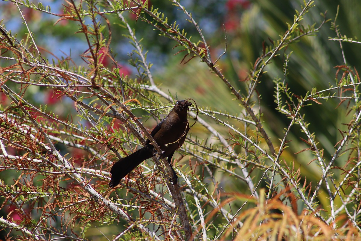 Great-tailed Grackle - ML344338821