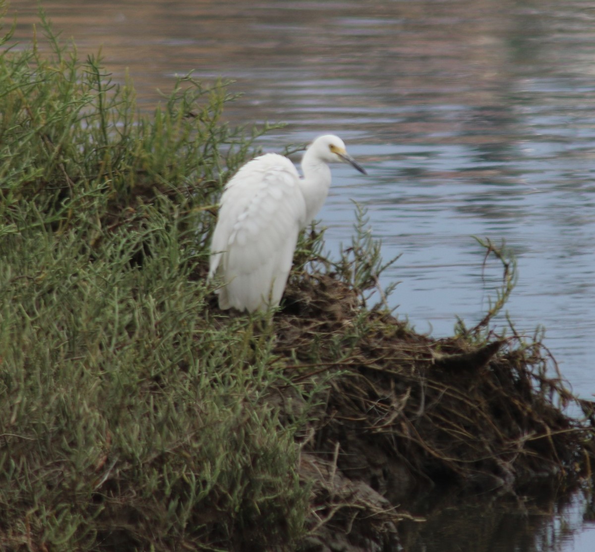 Snowy Egret - ML34433961