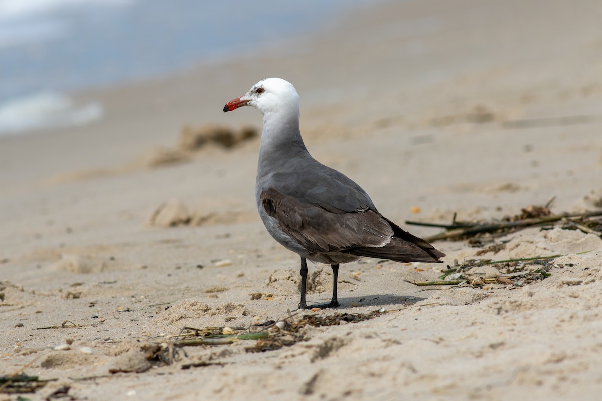 Heermann's Gull - ann marie morrison