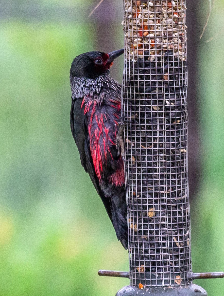 Lewis's Woodpecker - ML344340561