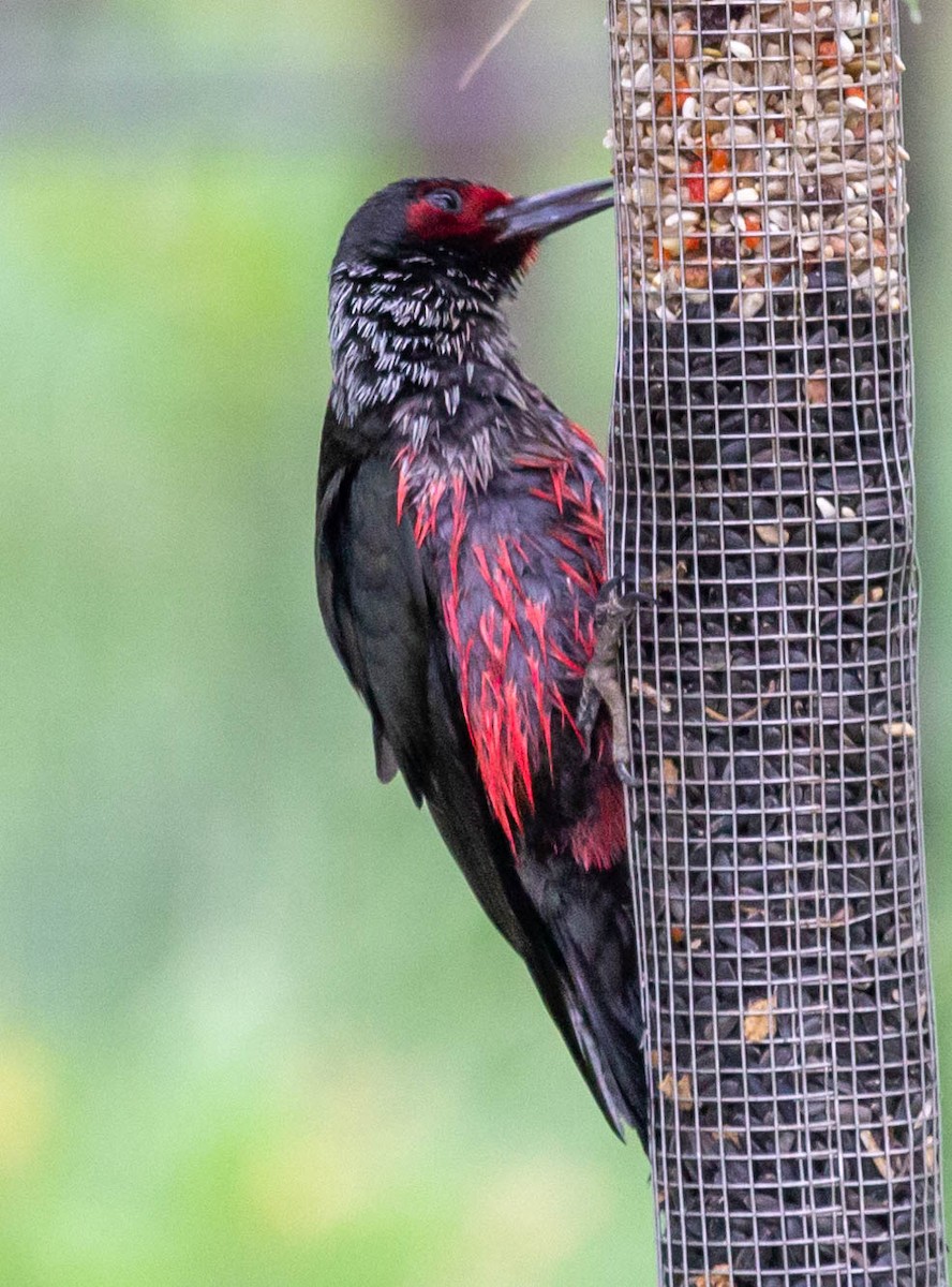 Lewis's Woodpecker - ML344340571