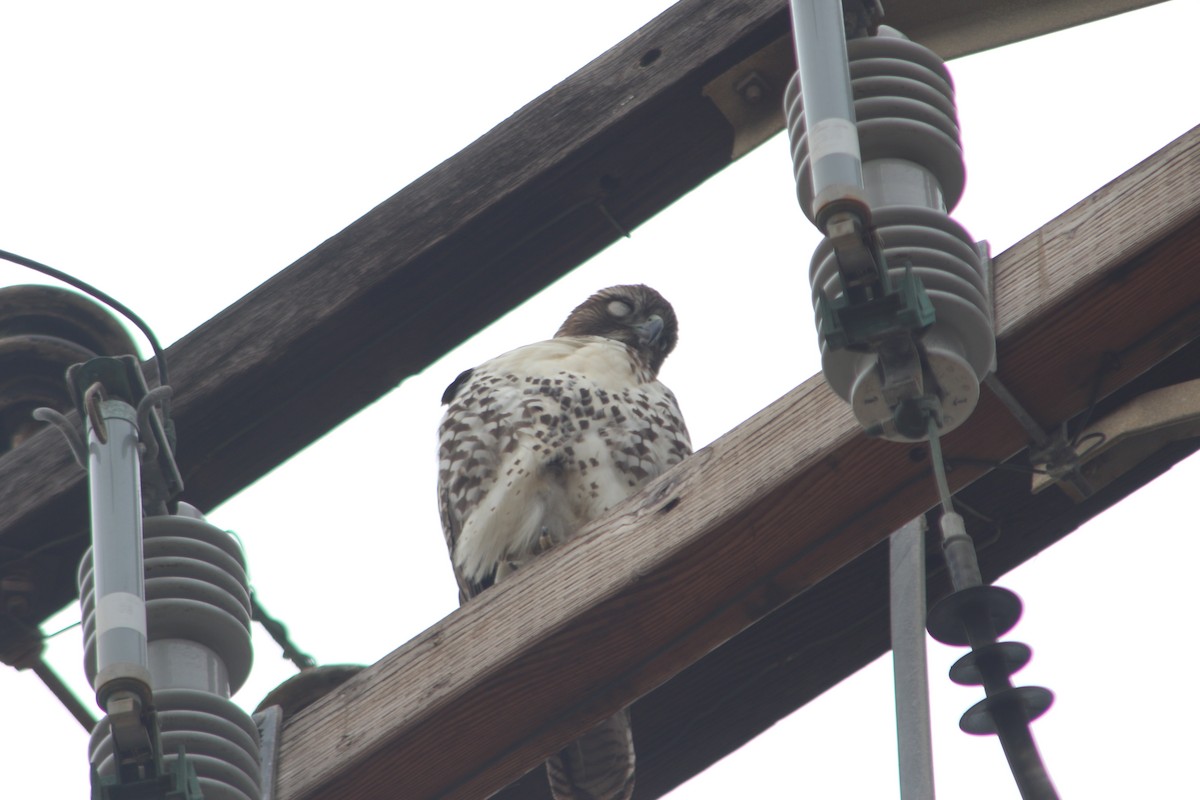 Red-tailed Hawk - ML34434091