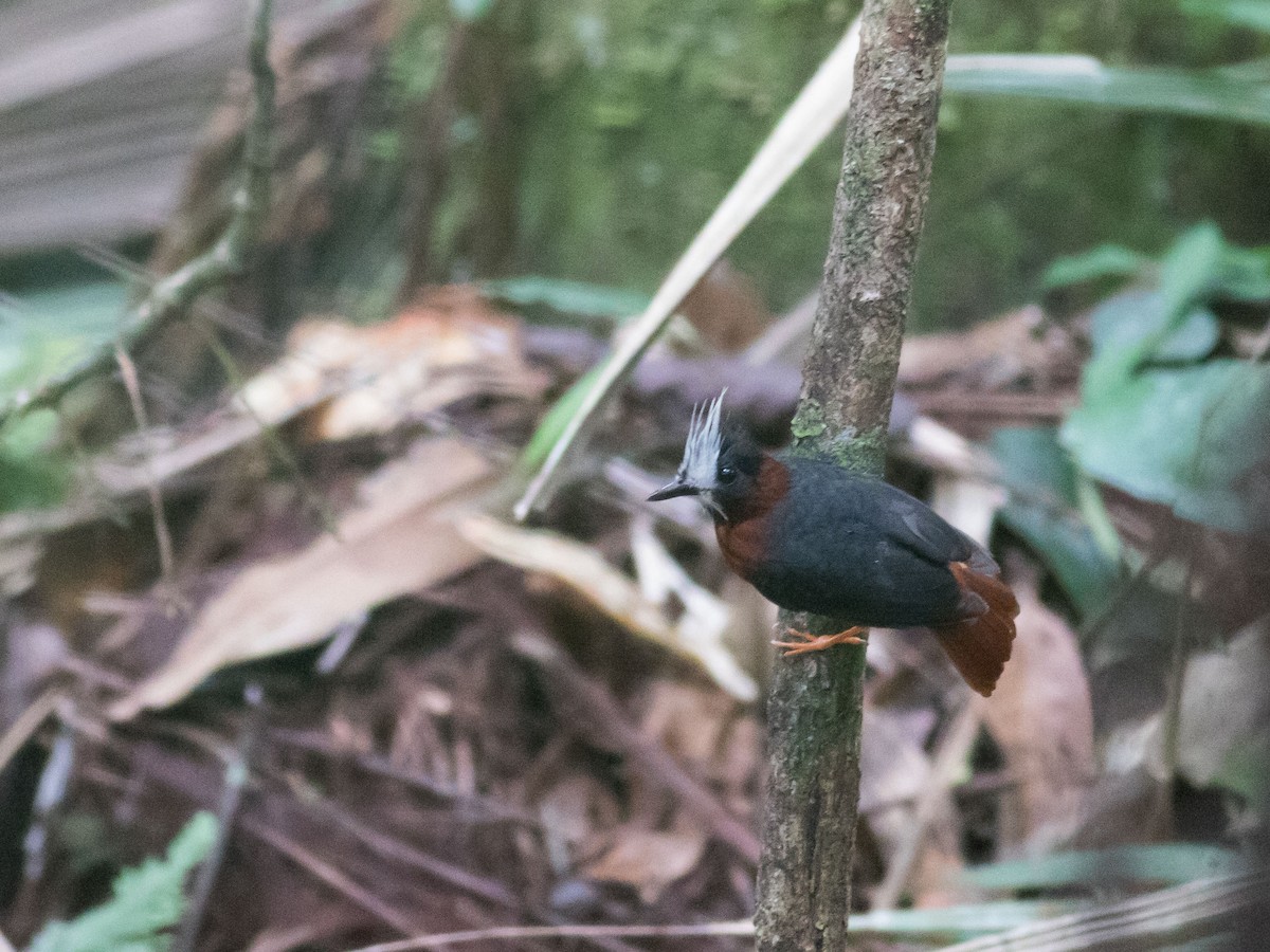 White-plumed Antbird - ML34434251