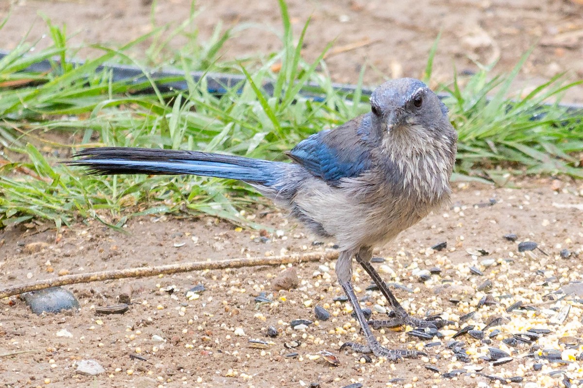 Woodhouse's Scrub-Jay - ML344342571