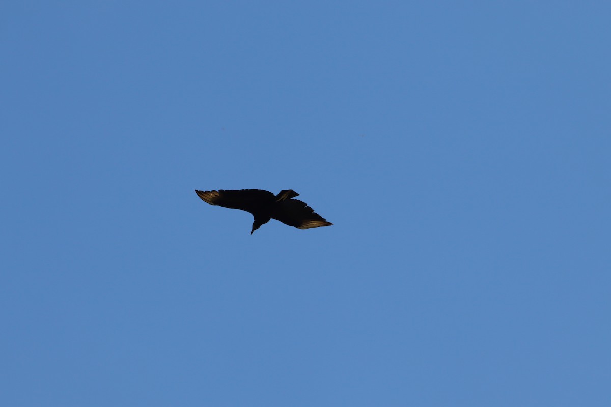 Black Vulture - Efrain Octavio Aguilar Pérez