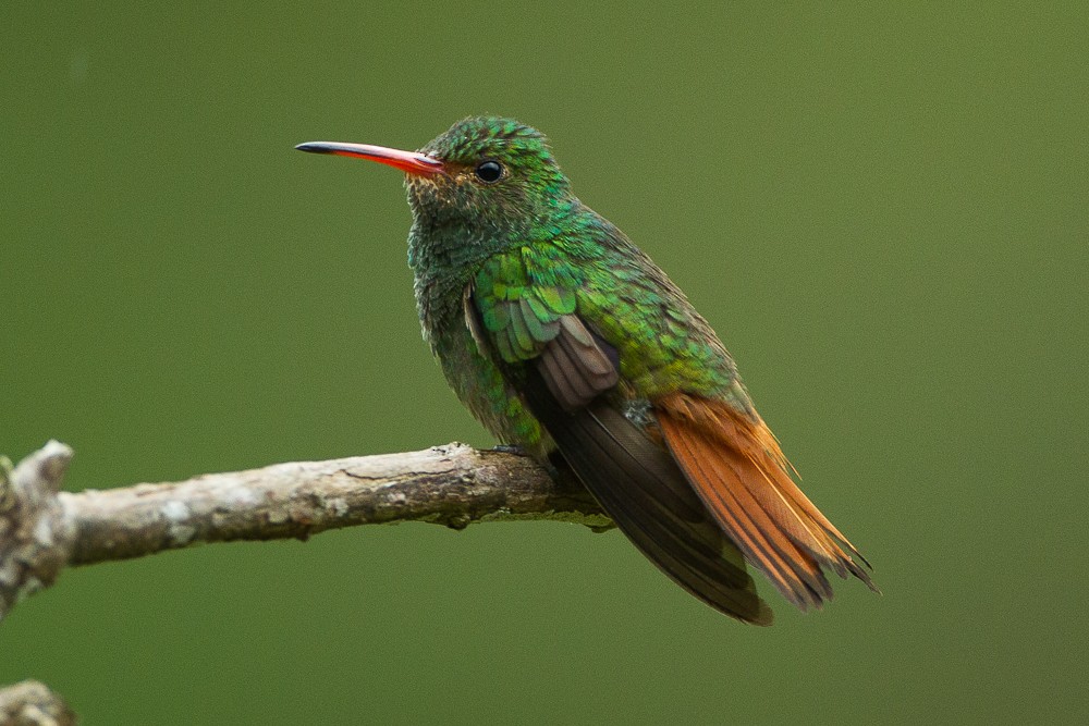 Rufous-tailed Hummingbird - Francesco Veronesi