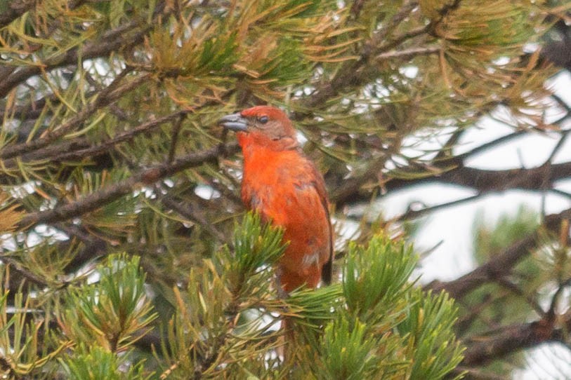 Hepatic Tanager - ML344343601