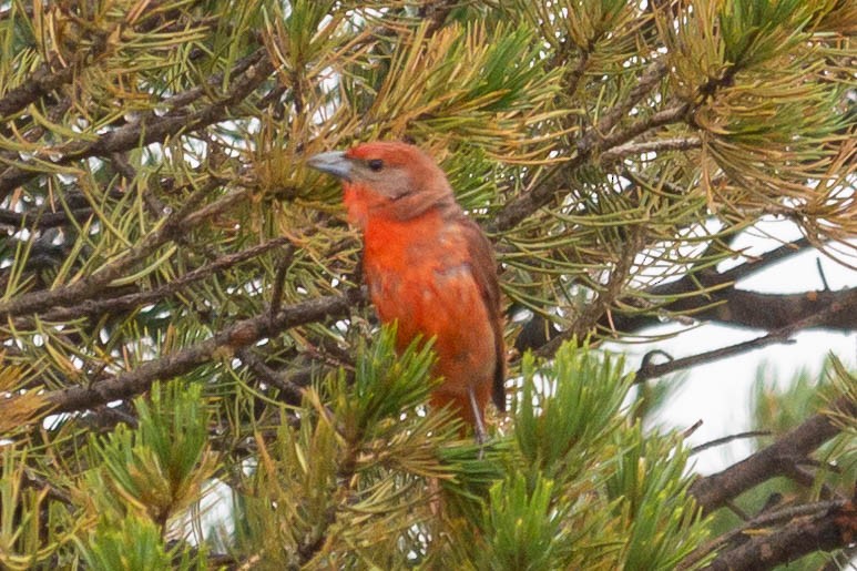 Hepatic Tanager - ML344343611