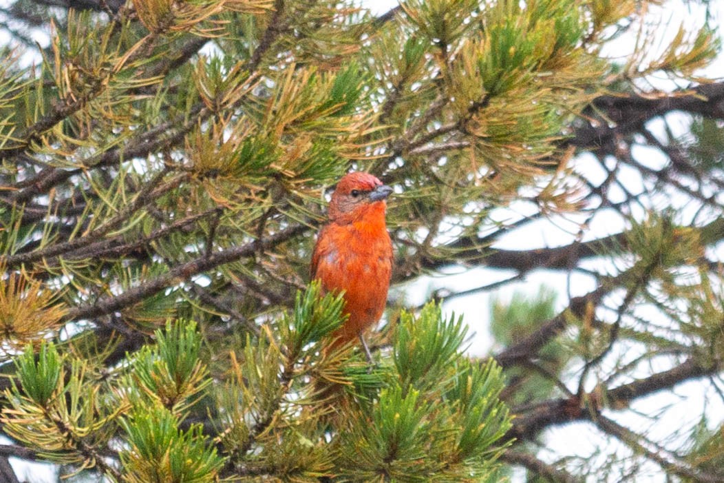 Hepatic Tanager - ML344343621