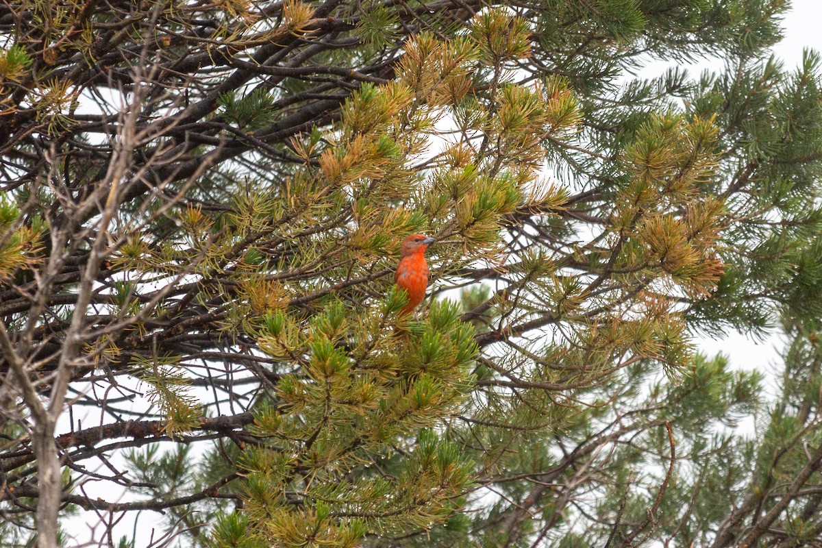 Hepatic Tanager - ML344343631