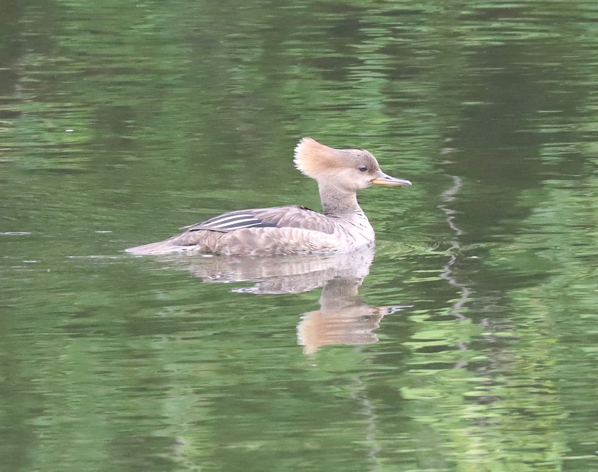 Hooded Merganser - ML344344201