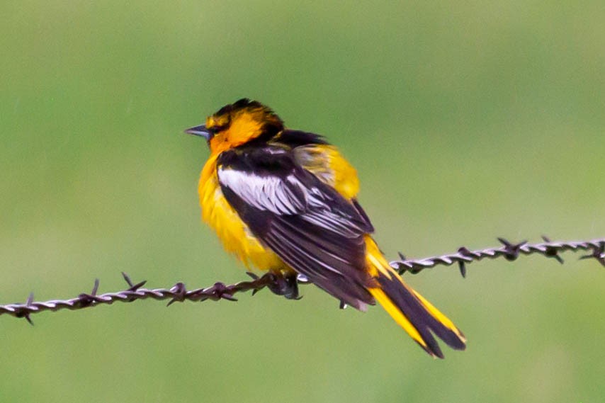 Bullock's Oriole - ML344344271