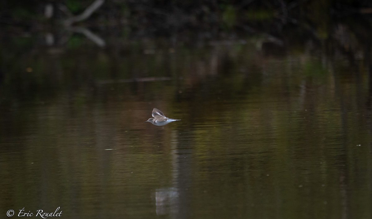 Common Sandpiper - ML344345391