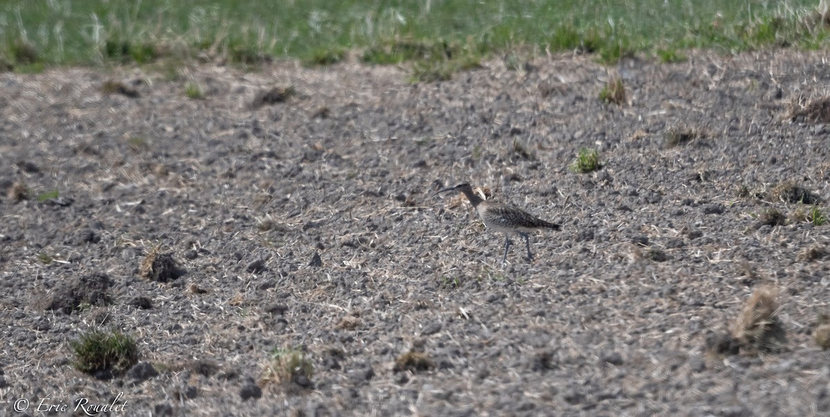 koliha malá - ML344346601