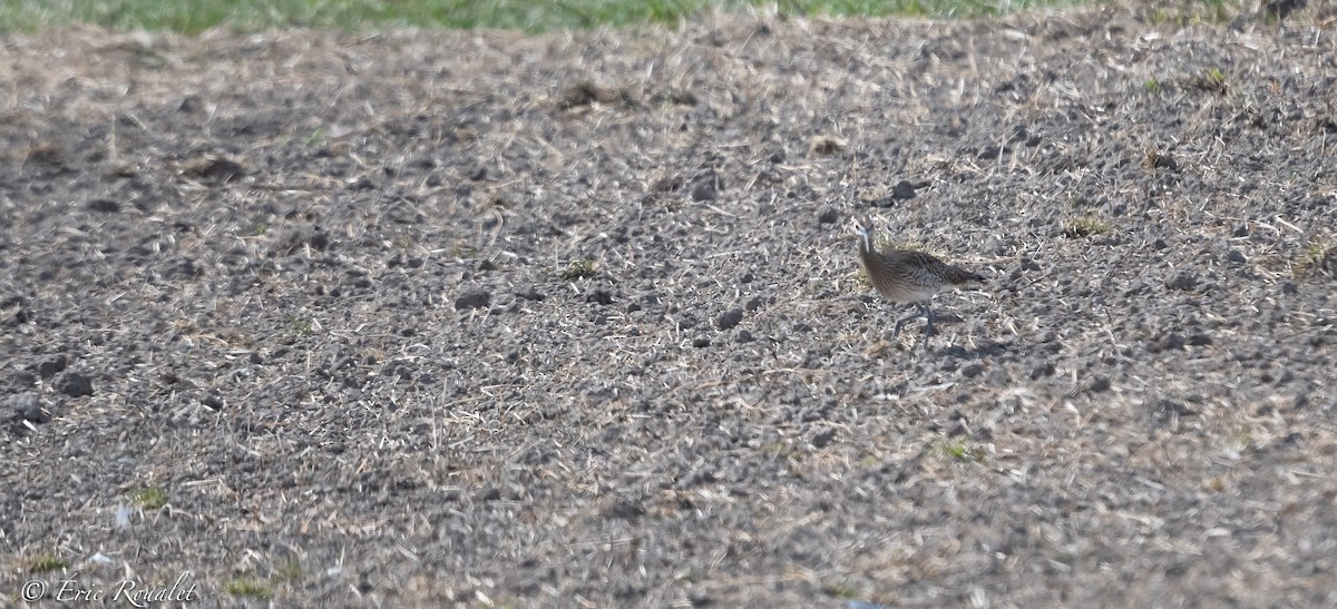 koliha malá - ML344346611