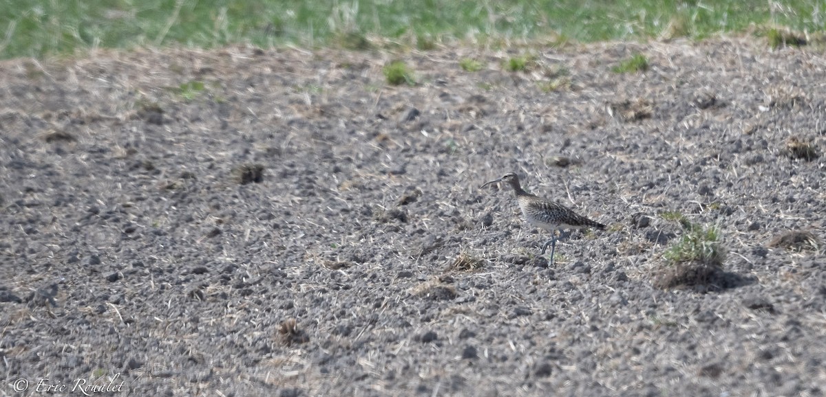 koliha malá - ML344346621