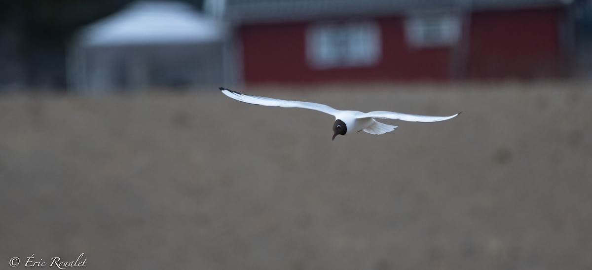 racek chechtavý - ML344346691