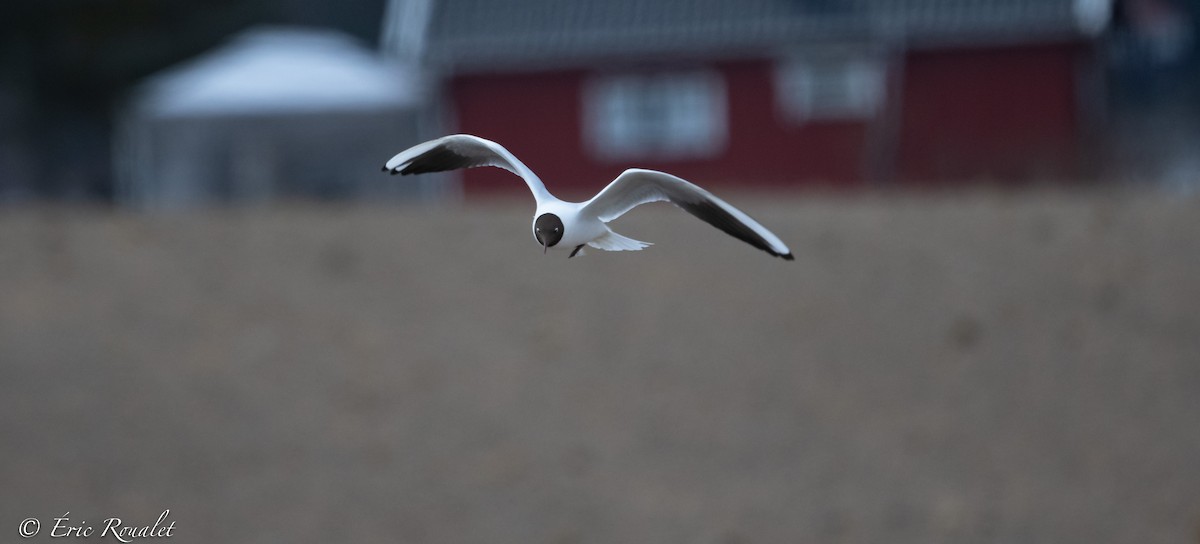 Black-headed Gull - ML344346701