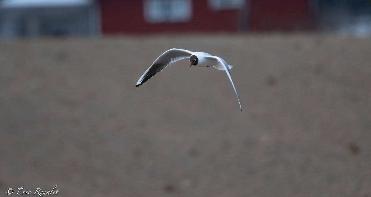 racek chechtavý - ML344346711