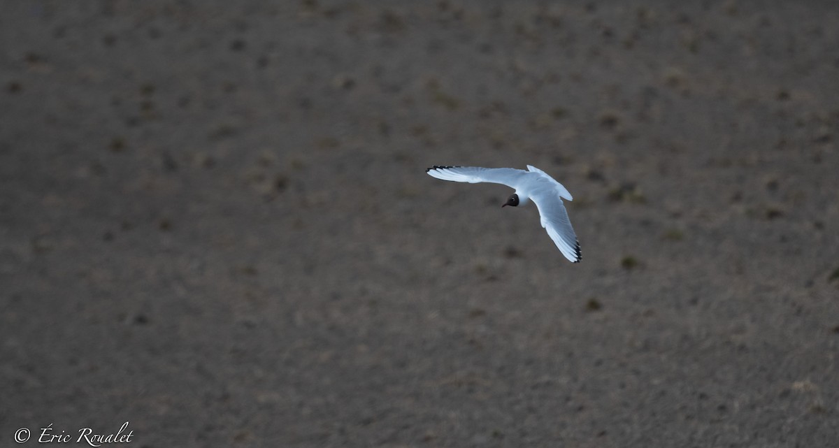 racek chechtavý - ML344346731