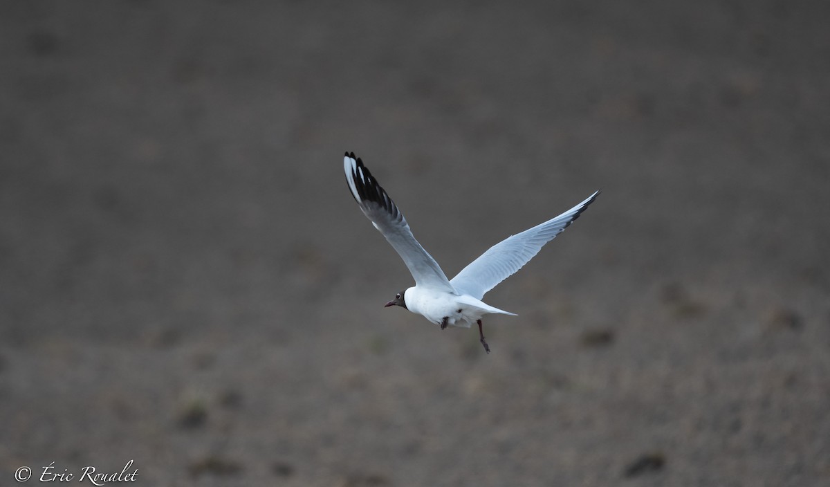 racek chechtavý - ML344346771