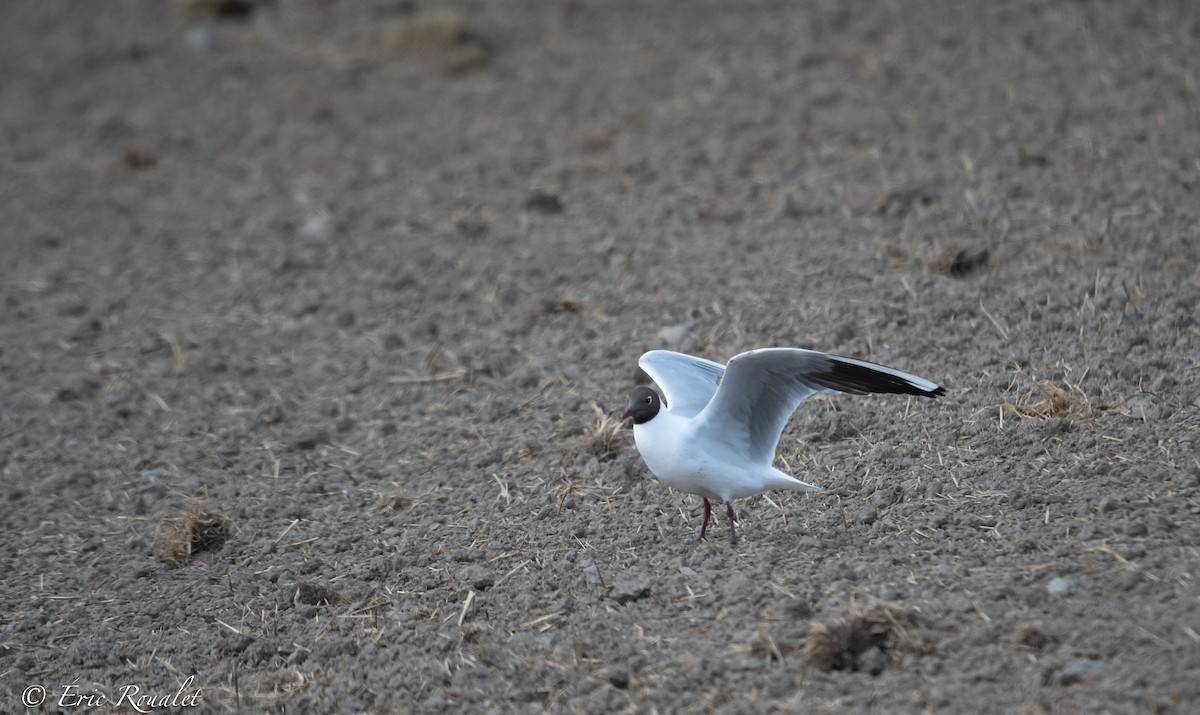 Black-headed Gull - ML344346781