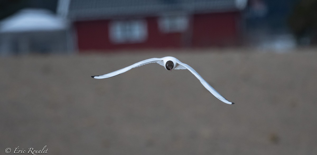 Black-headed Gull - ML344346801