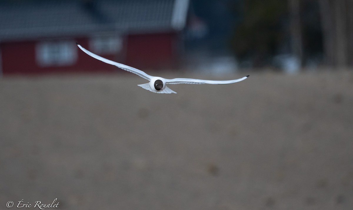 racek chechtavý - ML344346811