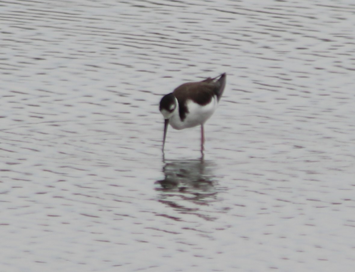 Black-necked Stilt - Peter Roberts