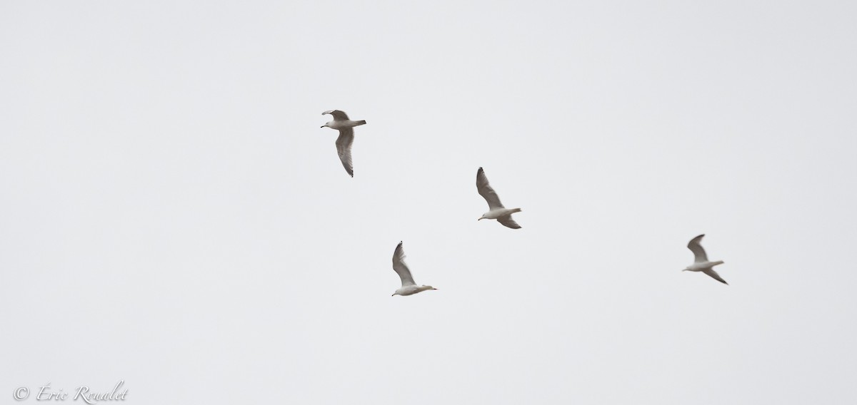 Goéland argenté (argentatus/argenteus) - ML344347871