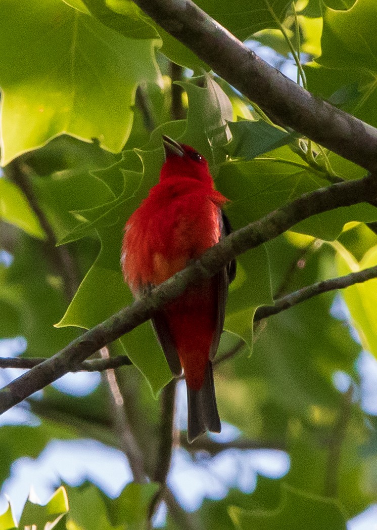 Scarlet Tanager - ML344348041