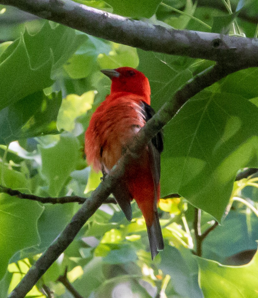 Scarlet Tanager - ML344348281