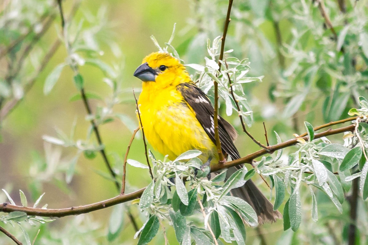 Yellow Grosbeak - ML344348321