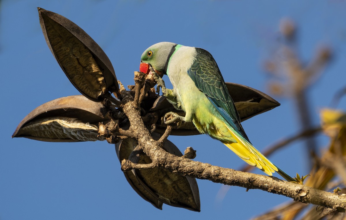 Malabar Parakeet - Dinesh Kumar