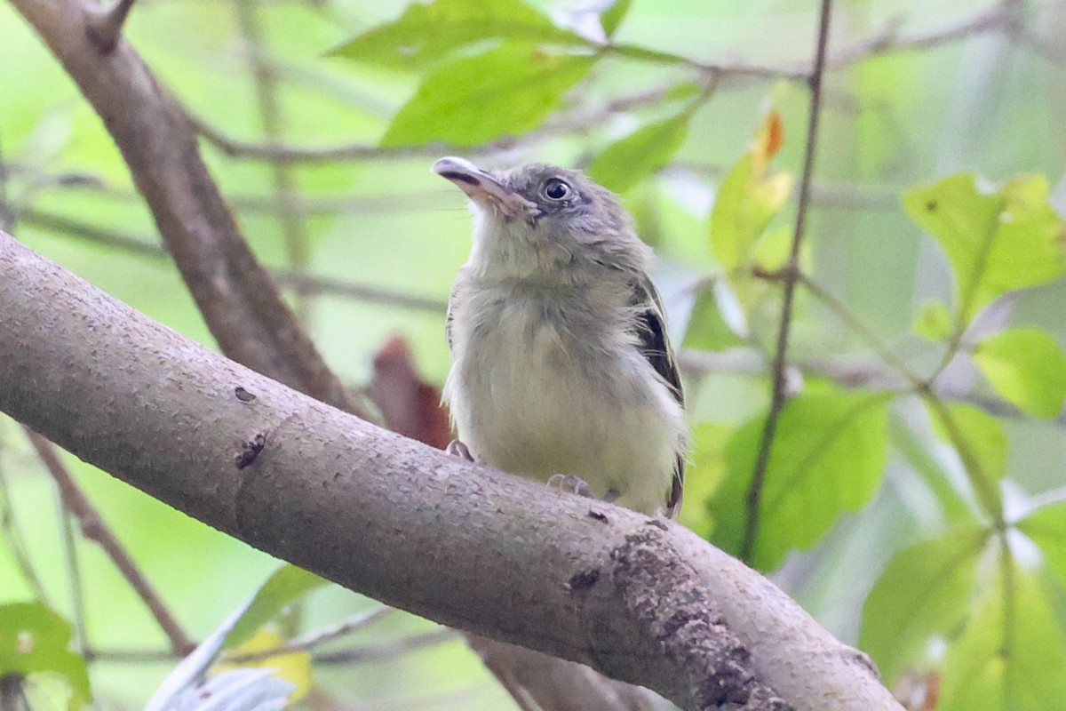 Southern Bentbill - Allison Miller