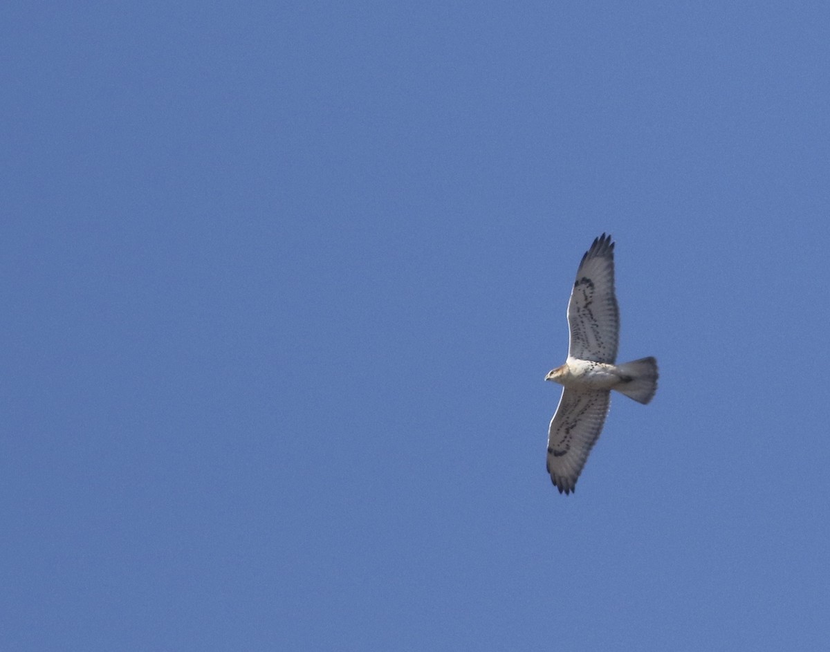 Ferruginous Hawk - ML344349161